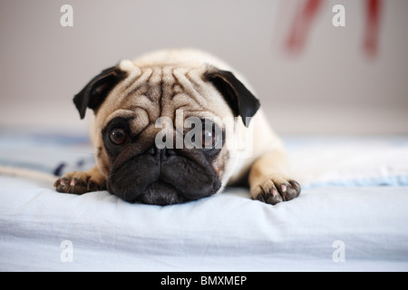 Mops (Canis Lupus F. Familiaris), Welpe, liegend an den Rand des Bettes Stockfoto