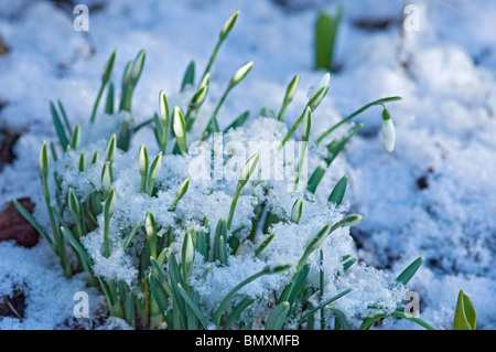 Nahaufnahme der Schneeglöckchen Knospen (galanthus nivalis) Blume Blumen, die durch eine Abdeckung von Schnee England UK Vereinigtes Königreich GB Großbritannien Stockfoto