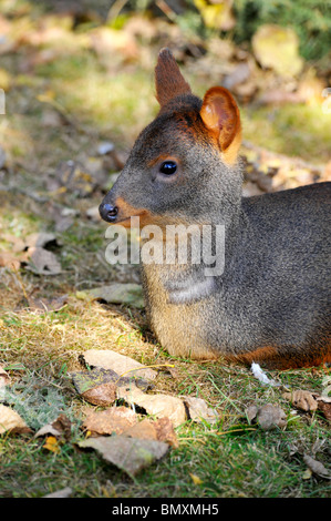 Pudu Twycross Zoo. Die Welten kleinste Art der Rehe Stockfoto