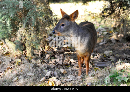 Pudu Twycross Zoo. Die Welten kleinste Art der Rehe Stockfoto