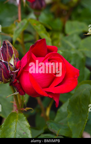 Roten Hybrid Tea Rose Alecs rot Stockfoto