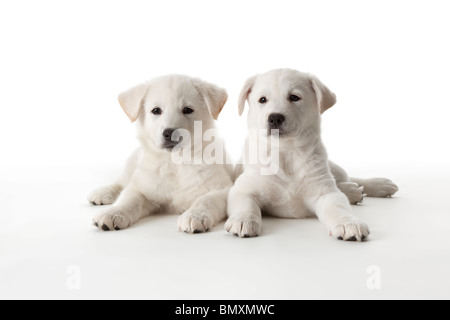 Zwei süße weiße Welpen auf weißem Hintergrund Stockfoto