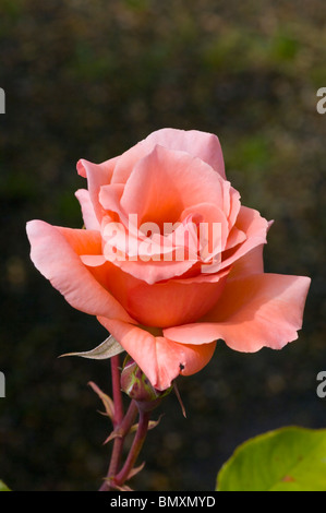 Rosa hybride Terose Segen Stockfoto