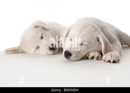 Zwei süße weiße Welpen schlafen auf weißem Hintergrund Stockfoto