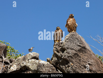 Ein Paar von Galapagos Falken am Espanola Island in den Galapagos Inseln Stockfoto