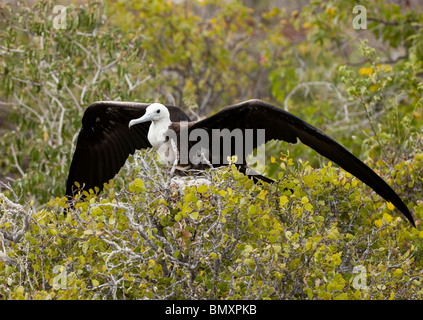 Ein Jugendlicher herrliche Frigate auf einem Busch auf North Seymour Insel in den Galapagos Inseln Stockfoto