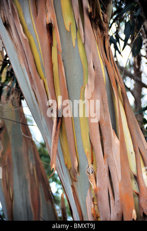 Eukalyptus, Gum Tree, nördlich von der Insel Madeira, Portugal Stockfoto