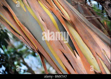 Eukalyptus, Gum Tree, nördlich von der Insel Madeira, Portugal Stockfoto