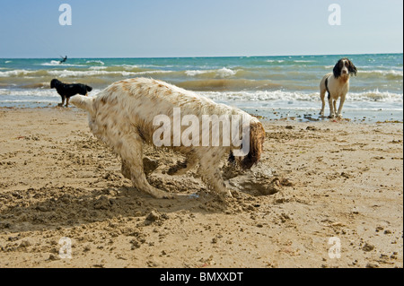 Englisch Springer Spaniel Hund Graben Loch Stockfoto