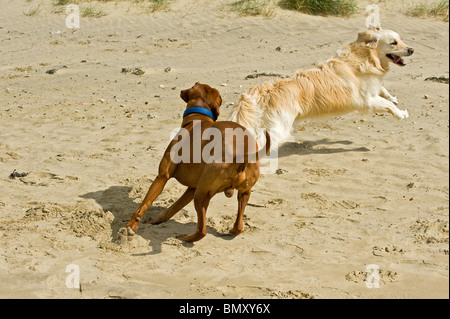 Magyar Vizsl Hund Golden Retriever Hund am Strand Stockfoto