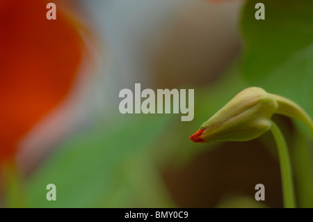 Kapuzinerkresse Blütenknospe Stockfoto