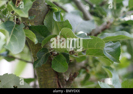 Unreife inländischen Apfelanbaus in einem Garten Malus domestica Stockfoto