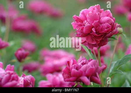 Pfingstrose Stockfoto