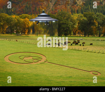 UFO schwebt über Rinder & Crop Circle Stockfoto