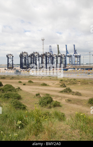 Kräne im Hafen von Felixstowe angesehen vom Naturschutzgebiet Landguard, Suffolk, England. Stockfoto