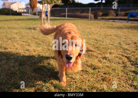 Golden Retriever Hund Park Stockfoto