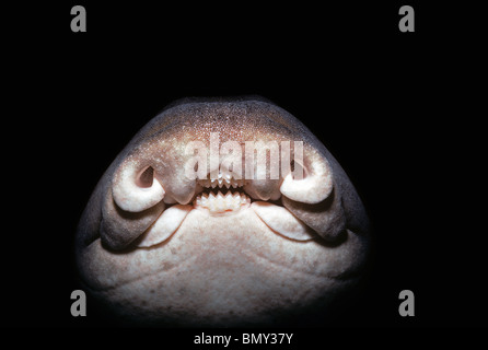 Nahaufnahme des Gesichts von Port Jackson Shark (Heterodontus Portusjacksoni). Ost-Australien, Indischer Ozean. Stockfoto