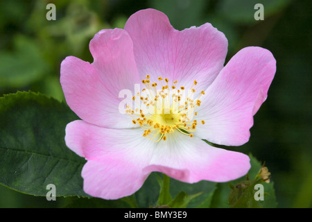 Wilde Rose / Hundsrose (Rosa Canina) Stockfoto