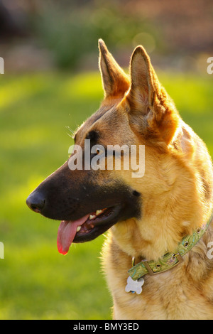 Deutsche Sheperd Hunde Stockfoto