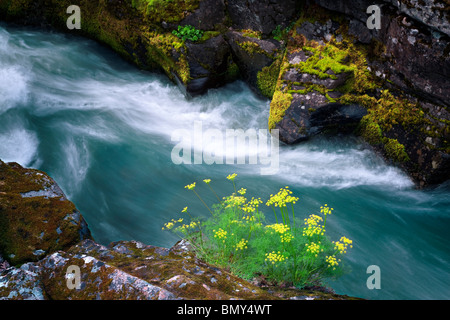 Stench Wüste Petersilie (Lomatium Grayi) und Catherine Creek. Columbia River Gorge National Scenic Bereich, Washington Stockfoto