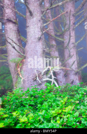 Sitka-Fichten und Salal Bush im Nebel. Samuel H. Boardman State Scenic Korridor. Oregon Stockfoto