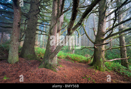 Sitka-Fichten im Nebel. Samuel H. Boardman State Scenic Korridor. Oregon Stockfoto