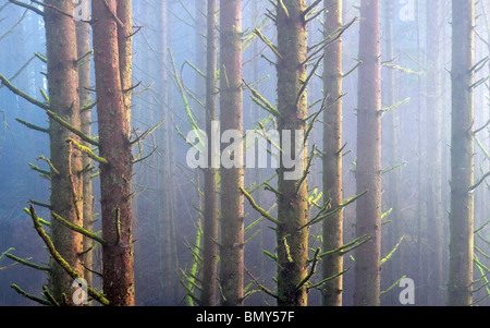 Sitka-Fichten im Nebel. Samuel H. Boardman State Scenic Korridor. Oregon Stockfoto