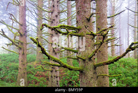 Sitka-Fichten-Wald mit Nebel an der Küste von Oregon. Samuel H. Boardman State Scenic Korridor. Oregon Stockfoto