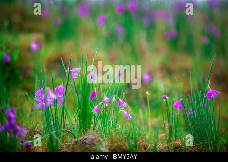 Bereich der Grass Widow Blumen (Sisyrinchium Douglasii). In der Nähe von Catherine Creek. Columbia River Gorge National Scenic Bereich, WA Stockfoto