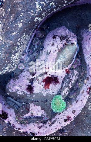 Seeanemone in Ursuppe am Rialto Beach. Olympic Nationalpark, Washington Stockfoto