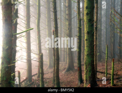 Sitka-Fichten im Nebel. Samuel H. Boardman State Scenic Korridor. Oregon Stockfoto