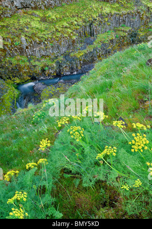 Stench Wüste Petersilie (Lomatium Grayi) und Catherine Creek. Columbia River Gorge National Scenic Bereich, Washington Stockfoto