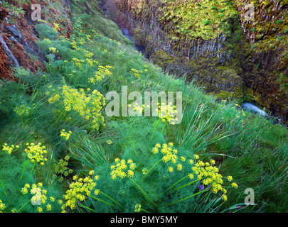 Stench Wüste Petersilie (Lomatium Grayi) und Catherine Creek. Columbia River Gorge National Scenic Bereich, Washington Stockfoto