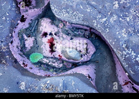 Seeanemone in Ursuppe am Rialto Beach. Olympic Nationalpark, Washington Stockfoto