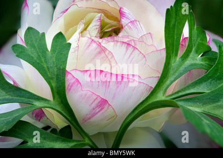 Ranunkel-Blume hautnah. Al Kindergarten, Woodburn, Oregon Stockfoto