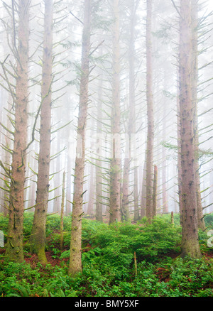 Sitka-Fichten-Wald mit Nebel an der Küste von Oregon. Samuel H. Boardman State Scenic Korridor. Oregon Stockfoto