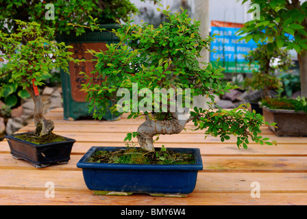 Japanische Bonsai Baum auf dem display Stockfoto