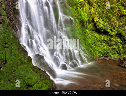 Cabin Creek Falls mit Moos bedeckt Felsen. Columbia River Gorge National Scenic Bereich, Oregon Stockfoto