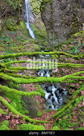 Cabin Creek und Kabine fällt mit Moos bedeckt abgestürzten Baum. Columbia River Gorge National Scenic Bereich, Oregon Stockfoto