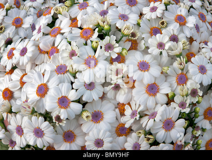 Nahaufnahme von Aschenpflanze Blumen. Al-Kindergarten. Oregon Stockfoto