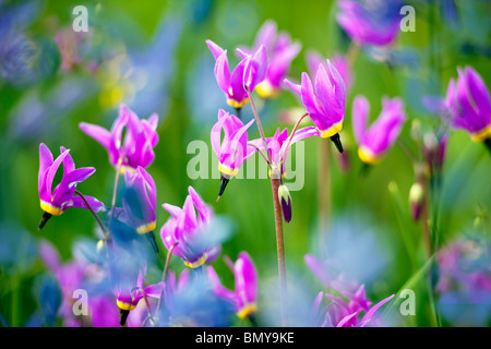 Nahaufnahme von Sternschnuppe (Dodecatheon Conjugens) blaue Camas Lilie unscharf ist. In der Nähe von Catherine Creek. Oregon Stockfoto