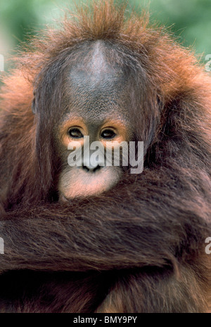 Eine nachdenkliche junge Orang-Utan aus der Insel Borneo in Südostasien starrt Besucher in den Zoo von San Diego in Südkalifornien, USA. Stockfoto