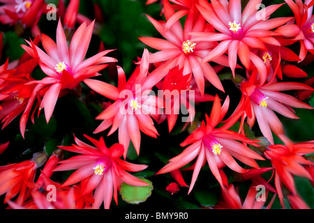 Nahaufnahme von Sunrise Kaktus. Rhipsalidopsis Gaertneri. Stockfoto