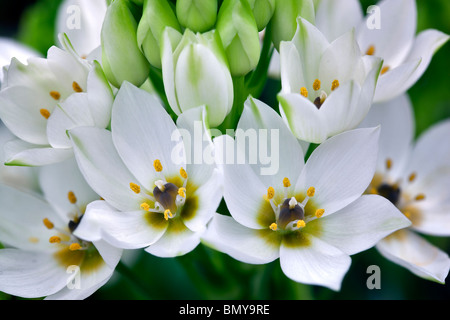 Nahaufnahme der Stern von Bethlehem. (Ornithogalum Thyrsoides) Stockfoto