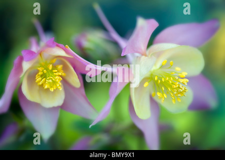 Aguilegia Swan rosa und gelbe Akelei. Al Kindergarten, Oregon Stockfoto