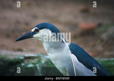 Vogel in der Nähe der Krokodilfarm Stockfoto