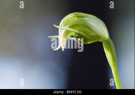 Nickend Pterostylis Orchidee Blume Stockfoto