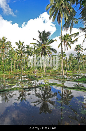 Terrassierte Reisfelder in der Nähe von Ubud, Bali, Indonesien. Die Felder sind in Vorbereitung für die Bepflanzung durch Überflutung mit Wasser Stockfoto