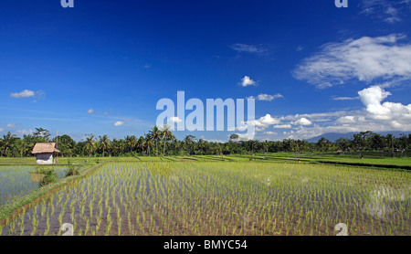 Terrassierte Reisfelder in der Nähe von Ubud, Bali, Indonesien. Viele der Felder wurden mit jungen Triebe gepflanzt Stockfoto