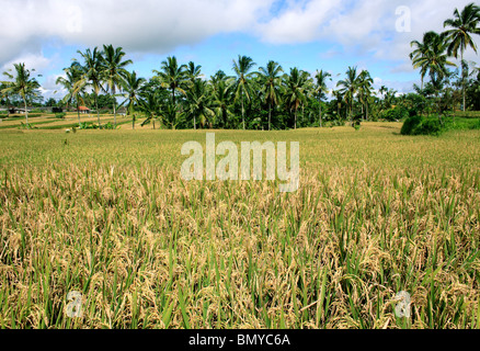 Terrassierte Reisfelder in der Nähe von Ubud, Bali, Indonesien. Der Reis ist voll gewachsen und reif für die Ernte. Stockfoto
